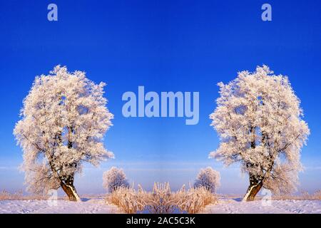 Zwei Bäume in Winterlandschaft mir Rauhreif Stockfoto