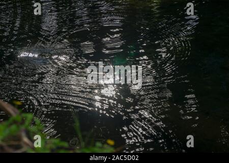 Plätschernde Reflexionen von Sonnenlicht und Bäume, die in den Teichen an Carlsmith Beach Park, Hilo, Big Island von Hawaii. Stockfoto