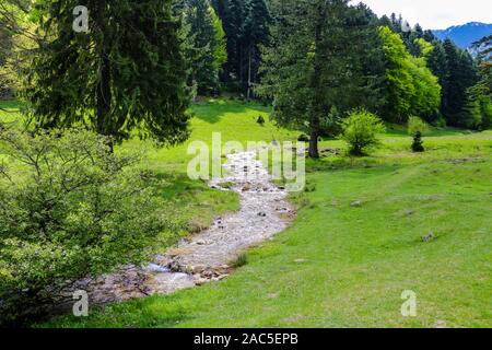 Ein kleiner Bergbach mit kaltem Wasser fließt von einem großen, grünen Bäumen, Natur Hintergrund Stockfoto