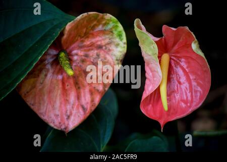 Zwei Anthurien bei Hawaii Tropical Botanical Garden in der Nähe von Onomea Bucht in Papa' Ikou in der Nähe von Hilo, Big Island von Hawaii. Stockfoto