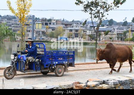 (191201) - SHILIN, Dez. 1, 2019 (Xinhua) - ein Dorfbewohner fährt ein Dreirad, auf dem Gebiet von seiner Kuh in Danuohei Dorf Guishan Township in Shilin Yi Autonomen Grafschaft gefolgt, im Südwesten der chinesischen Provinz Yunnan, Nov. 28, 2019. Danuohei Dorf, mit einer Geschichte von über 600 Jahren, ist eine gut geschützte alte Dorf der Yi ethnischen Kultur. Anwohner gebauten Häuser und Straßen mit Steinen, die es einzigartig macht als "Dorf". Es ist von Bergen, Flüssen und der schönen Landschaft umgeben. Das Dorf hat nun 370 Haushalte mit einer Bevölkerung von 1000, von denen 99,8 Prozent belo Stockfoto