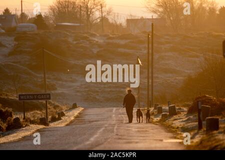 Flintshire, North Wales, UK. 1. Dezember 2019. UK Wetter: Eisnebel und extremer Kälte für viele mit Wetter Warnung. Temperaturen weit unter dem Gefrierpunkt für viele wie eine Kaltfront bewegt sich über Großbritannien für die kommenden Tage. Flintshire, Wales. Ein Hund Walker walking Hunde durch das Dorf Wern-y-Gaer bei Frost in Flintshire Credit: DGDImages/AlamyLiveNews Stockfoto