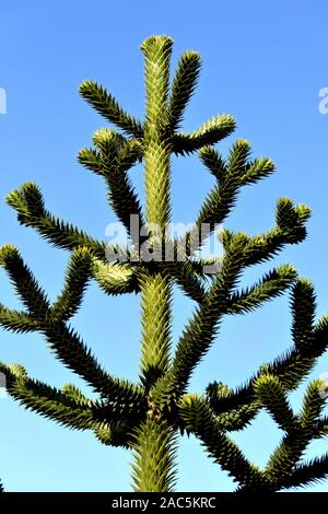 Monkey Puzzle Äste vor blauem Himmel. Stockfoto