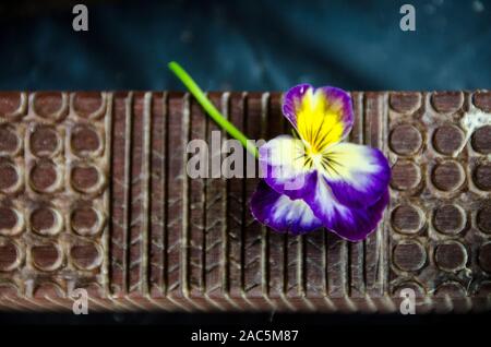 Eine Nahaufnahme eines hölzernen Tapa (oder Kapa) schlagendes Werkzeug mit einem kleinen Stiefmütterchen Blume, Big Island. Stockfoto