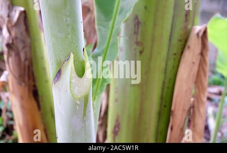 Banane Sap Droping aus dem Fleisch der Banane Baumstamm. In der Regel als praktische Klebstoff verwendet. Stockfoto