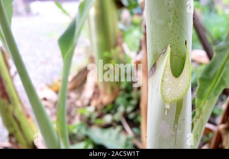 Banane Sap Droping aus dem Fleisch der Banane Baumstamm. In der Regel als praktische Klebstoff verwendet. Stockfoto