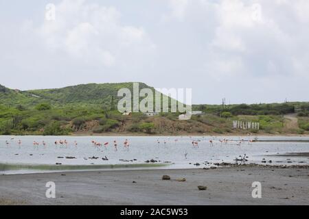 Bunte flamingo Vögel waten und Essen in einem See auf Curacao Niederländische Antillen Stockfoto