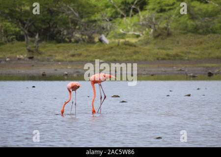 Bunte flamingo Vögel waten und Essen in einem See auf Curacao Niederländische Antillen Stockfoto