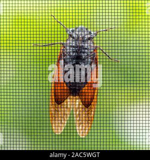 Zikade ruht auf Fenster in morgen Sommerhitze. Kanazawa, Präfektur Ishikawa, Japan. Stockfoto