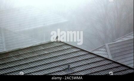 Glasgow, Schottland, Großbritannien. 1. Dez, 2019. UK Wetter: Kalt Dezember Wetter In der Nacht vom klaren Himmel sah einen dichten Eisnebel Schleier über die Stadt. Credit: Gerard Fähre / alamy Leben Nachrichten Stockfoto