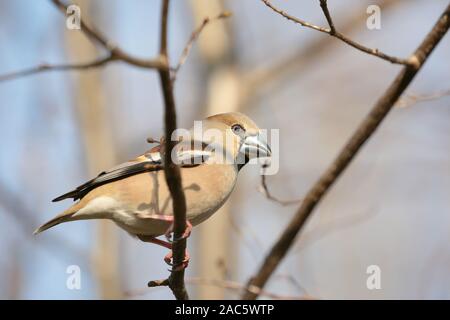 Grosbeak (Coccothraustes coccothrautes) auf einem Zweig in der Morgendämmerung. Stockfoto