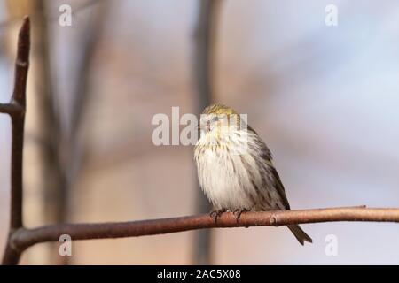 Europäischen Girlitz (Serinus serinus) auf einem Zweig. Stockfoto