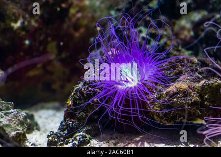 Schöne Nahaufnahme einer Blüte Rohr Seeanemone glänzende lila, tropischen Tierart aus dem Indo-Pazifischen Ozean Stockfoto