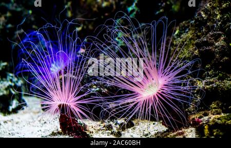 Zwei Blütenröhre Seeanemonen leuchtendes Pink Neon Licht unter Wasser, tropische Tierart aus dem Indo-Pazifischen Ozean Stockfoto