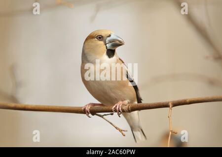 Grosbeak (Coccothraustes coccothrautes) auf einem Zweig in der Morgendämmerung. Stockfoto