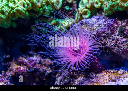 Blütenröhre Seeanemone in Nahaufnahme, Lila und Rosa Neon Farben, tropischen Tierart aus dem Indo-Pazifischen Ozean Stockfoto