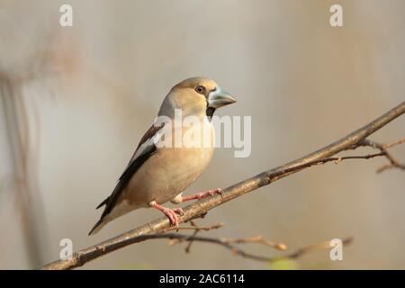 Grosbeak (Coccothraustes coccothrautes) auf einem Zweig bei Sonnenaufgang. Stockfoto