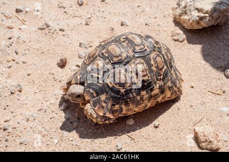 Leopard Tortoise, Geochelone pardalis, auf dem Boden, Namibia Stockfoto