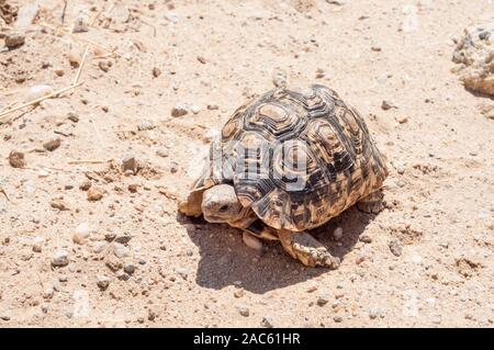 Leopard Tortoise, Geochelone pardalis, auf dem Boden, Namibia Stockfoto