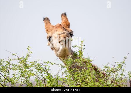 Drei - giraffe Giraffa Camelopardalis gehörnten,, Essen, Namibia Stockfoto