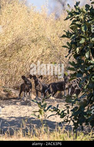 Afrikanische Wildhundewelpen an ihren Hunden, Lycaon pictus, Macatoo, Okavanago Delta, Botswana. Auch bekannt als Painted Wolf. Stockfoto