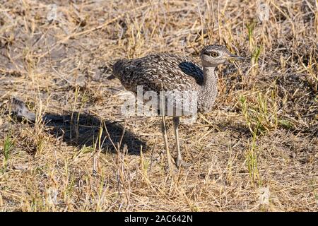 Rote-Crested-Bustard oder Rote-Crested-Korhaan, Lophotis ruficrista, Macatoo, Okavango-Delta, Botswana Stockfoto