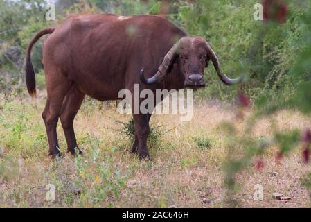 Büffel am Pafuri in der Krüger Nationalpark in Südafrika Stockfoto