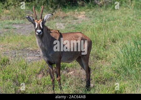 Pferdeantilope in der Nähe von mopani Rest Camp im Krüger Nationalpark Südafrika Stockfoto