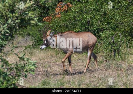 Pferdeantilope in der Nähe von mopani Rest Camp im Krüger Nationalpark Südafrika Stockfoto