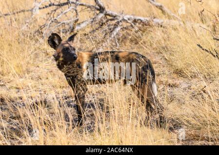 Afrikanischer Wildhund, Lycaon pictus, Macatoo, Okavanago Delta, Botswana. Auch bekannt als Painted Wolf. Stockfoto
