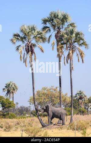 Afrikanischer Elefant, Loxodonta africana, schüttelt Lala Palmen, um ihre Früchte zu bekommen, Macatoo, Okavango-Delta, Botswana Stockfoto