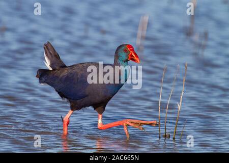 Afrikanische Swamphen, Porphyrio madagascariensis, Gambia, Westafrika Stockfoto