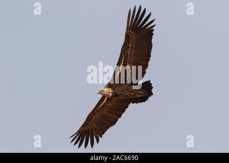 Ruppells Griffon Vulture Gyps rueppelli, Gambia, Westafrika Stockfoto