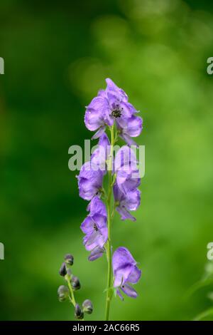 Aconitum carmichaelii Arendsii, Blau, Lila, Blumen, blühen, Herbst, wolfsbane, Eisenhut, RM Floral Stockfoto