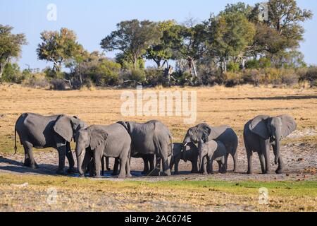Herde of African Elephant, Loxodonta africana, at a Waterhole, Macatoo, Okavango Delta, Botswana Stockfoto