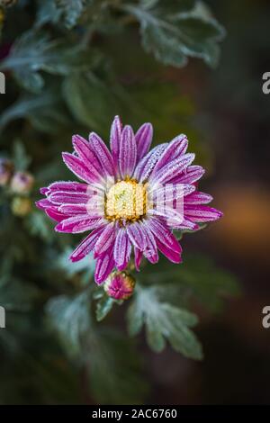 Nahaufnahme seltene rosa Chrysanthemen. Herbst Raureif Blume. Chrysantheme zawadskii. Stockfoto