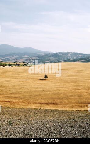 Ein einsamer Single Tree in den ländlichen Sommer Ackerland Landschaft Landschaft des Val d'Orcia in der Nähe von Pienza Toskana Italien Europa - Crete Senesi Stockfoto