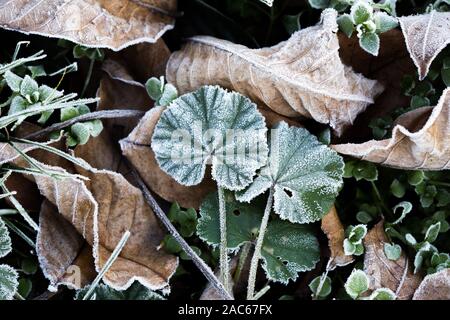 Gefallen bunte Blätter im Herbst im Raureif. Braun, Rot, Grün Herbst Hintergrund. Frost auf dem Gras und Blätter. Herbst Garten oder Wald. Abdeckung Stockfoto
