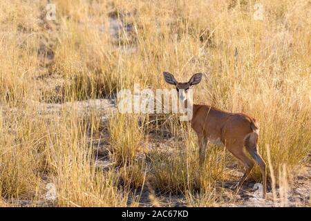 Weibliche gemeine Duiker, Sylvicapra grimmia, Macatoo, Okavango-Delta, Botswana. Auch als "The Gray" oder "Bush Duiker" bekannt Stockfoto