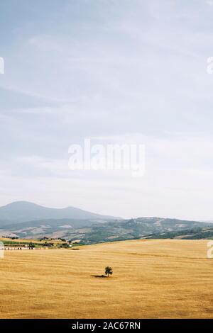 Ein einsamer Single Tree in den ländlichen Sommer Ackerland Landschaft Landschaft des Val d'Orcia in der Nähe von Pienza Toskana Italien Europa - Crete Senesi Stockfoto