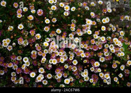 Erigeron karvinskianus, mexikanische Berufskraut, Daisy Berufskraut, weiß rosa Blumen, flowring, profusion, RM Floral Stockfoto