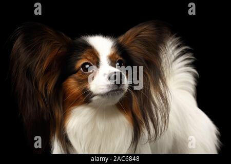 Portrait von Weißen Papillon Hund, Suchen, um sich über isolierte schwarze Hintergrund Stockfoto