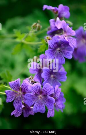 Geranium x magnificum, Lila Cranesbill, Blume, Blumen, Blüte, Geranien, RM Floral Stockfoto