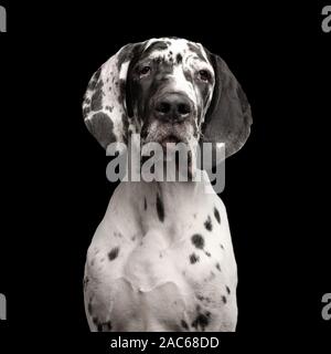 Lustige Portrait von Dogge Hund, weißen Fell, den Blick auf Isolierte schwarze Hintergrund, Studio shot Stockfoto