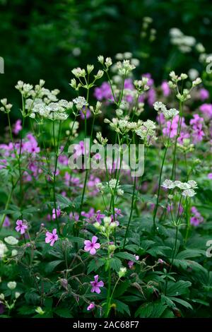 Geranium palmatum, rosa, magenta, Blumen, Blüte, Kanarische Insel Geranie, astrantia, masterwort, Mix, gemischte Bepflanzung, Gärten, RM Floral Stockfoto