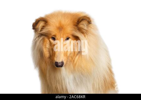 Portrait von Collie Hund traurig an der Seite Suchen auf isolierten weißen Hintergrund Stockfoto