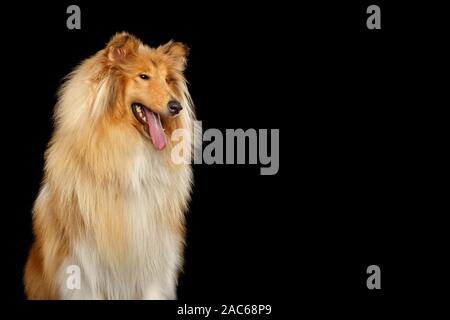 Portrait von Groß Collie Hund an der Seite auf Isolierte schwarze Hintergrund Stockfoto