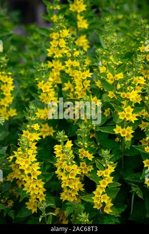 Lysimachia punctata, mehrjährig, gelbe Blumen, Blüte, Blüten, Blume, raceme Blütenstände, Spike, Felberich, RM Floral Stockfoto