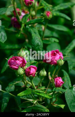 Rosa de Rescht, alte Rose, Damascener Rose, x Portland, magenta rosa Blumen, blühenden, duftenden, parfümiert, Parfüm, Gärten, Garten, RM Floral Damast Stockfoto