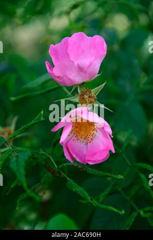 Rosa Complicata Complicata, Rose, rosa Blüten, Wild Rose, gallica Strauch Rosen, Strauchrosen, Blumen, Blüte, Garten, RM floral Stockfoto